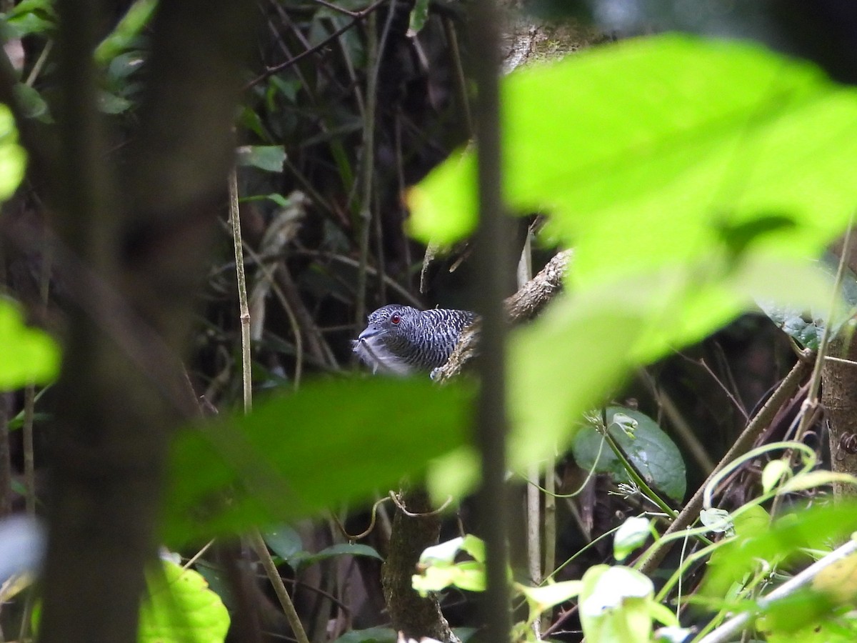 Fasciated Antshrike - ML624564750