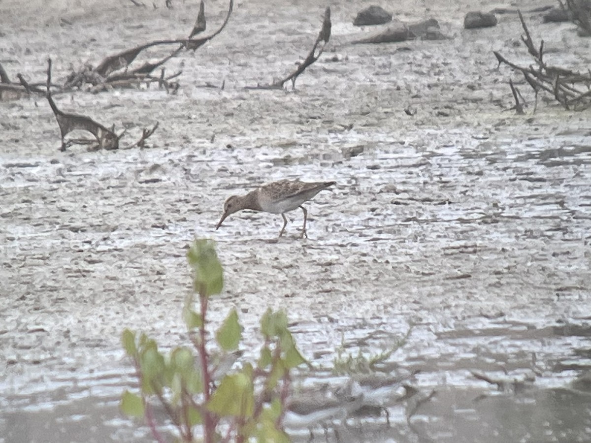 Pectoral Sandpiper - ML624564751