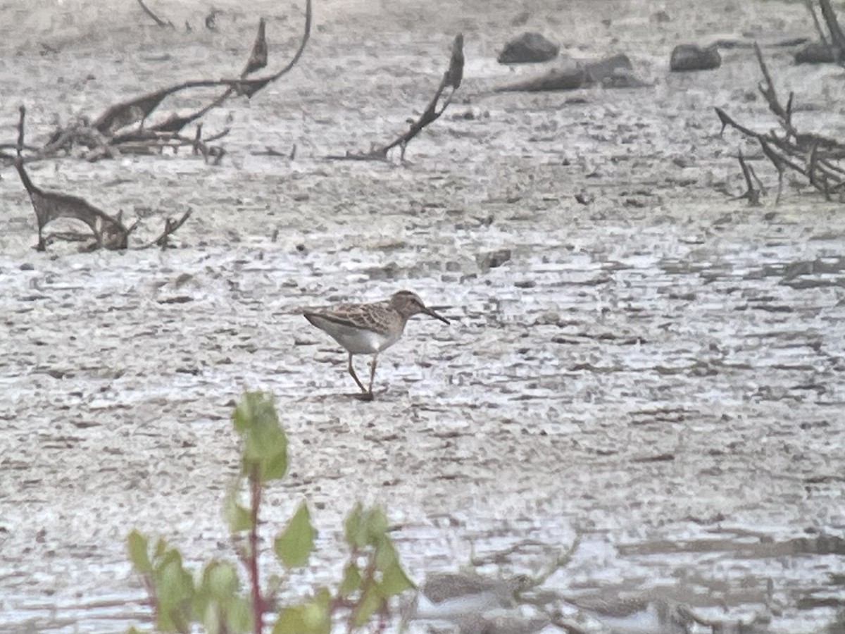 Pectoral Sandpiper - ML624564752