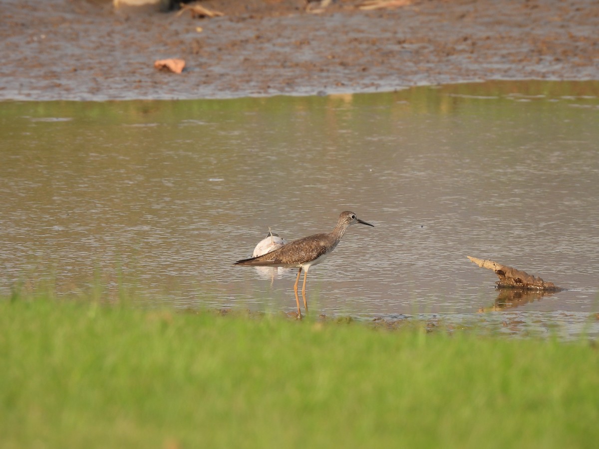 Lesser Yellowlegs - ML624564753