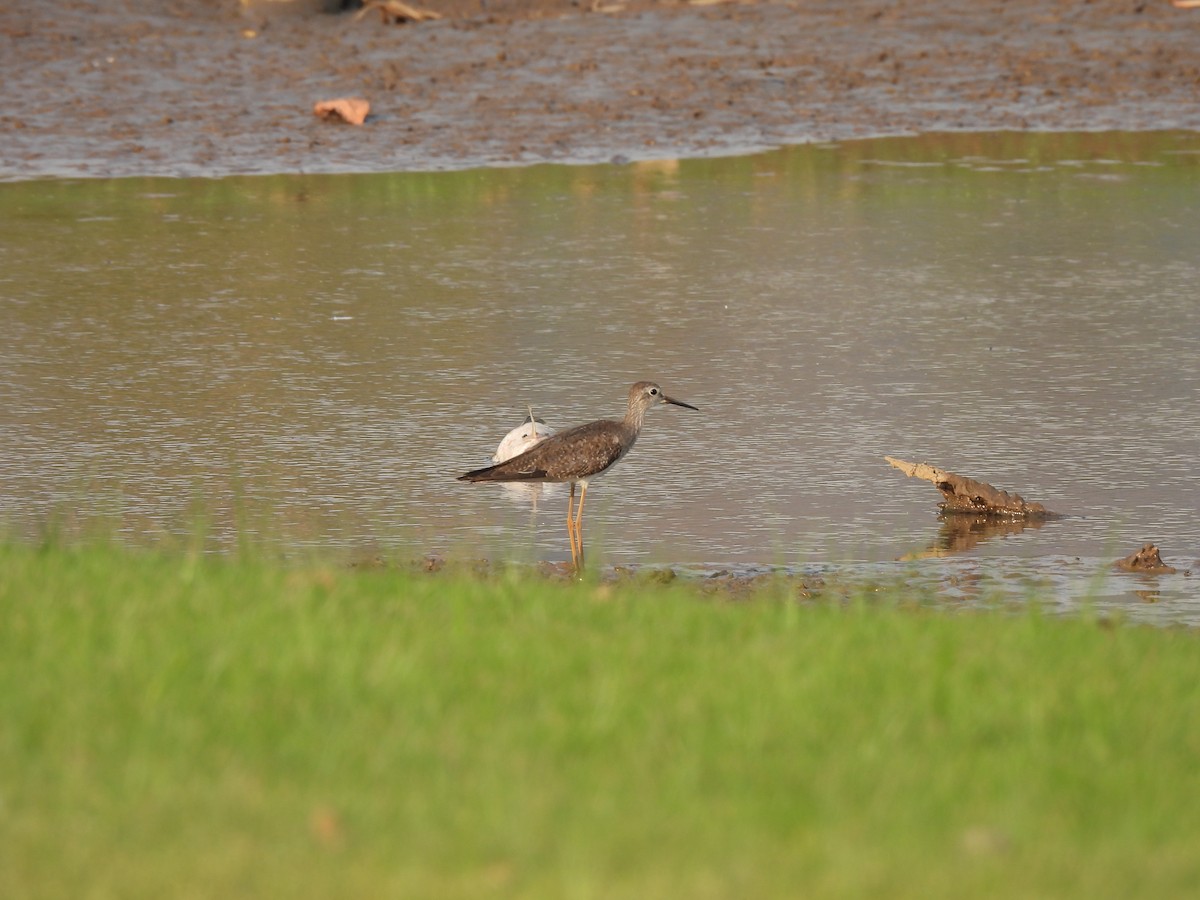 Lesser Yellowlegs - ML624564754