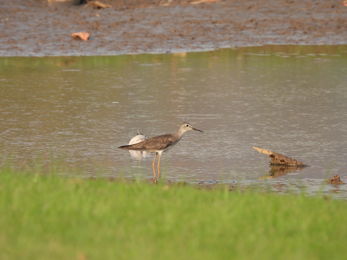 Lesser Yellowlegs - ML624564756