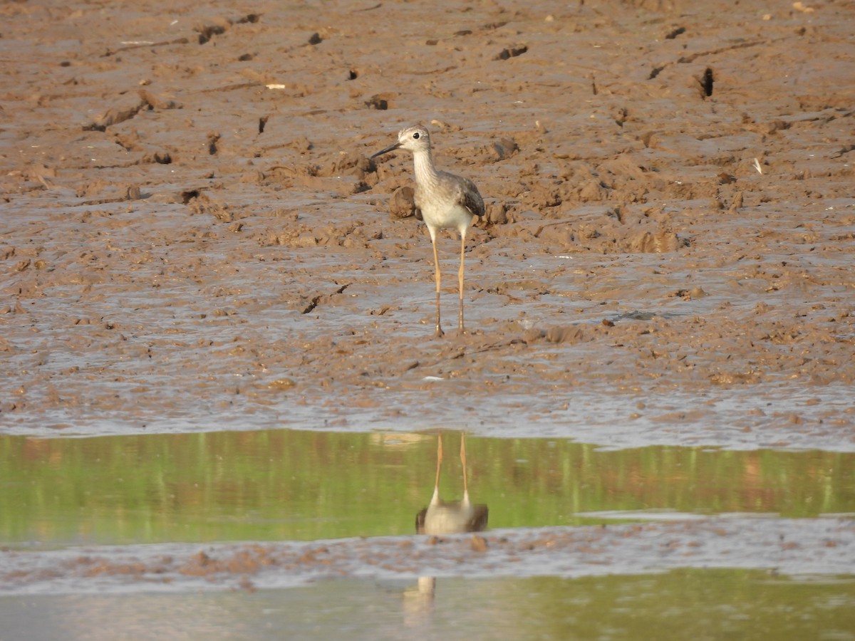 Lesser Yellowlegs - ML624564757