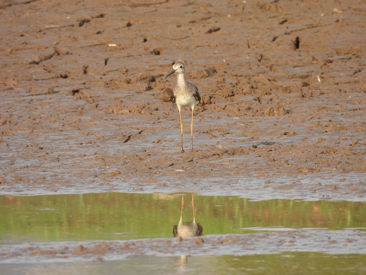 Lesser Yellowlegs - ML624564758