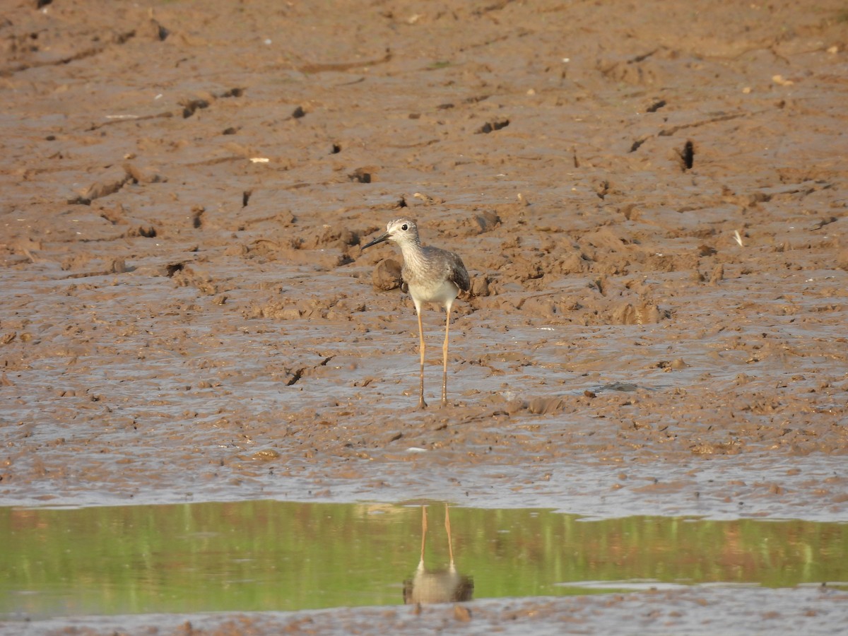 Lesser Yellowlegs - ML624564760