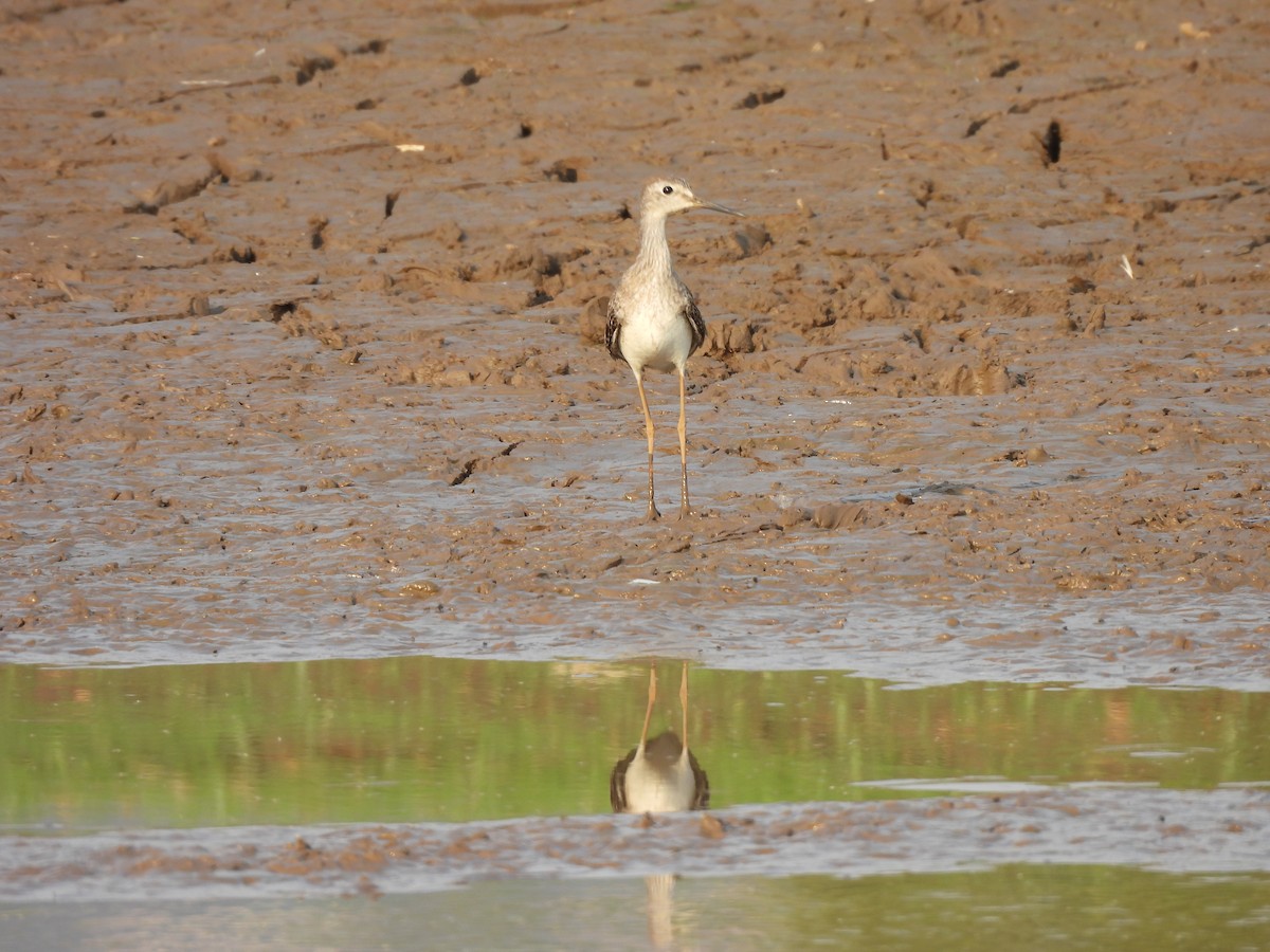 Lesser Yellowlegs - ML624564761