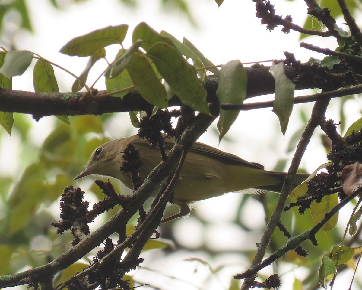 American Redstart - ML624564762