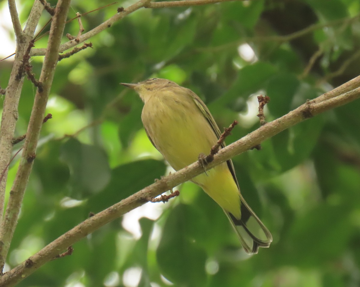 American Redstart - ML624564763