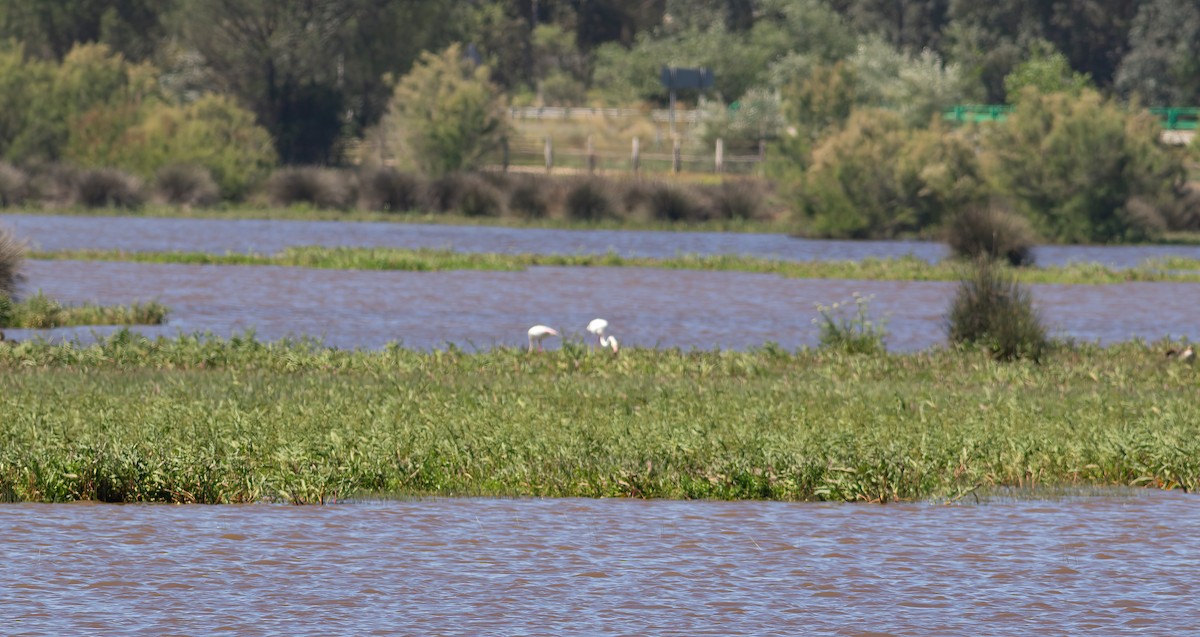 Greater Flamingo - ML624564764