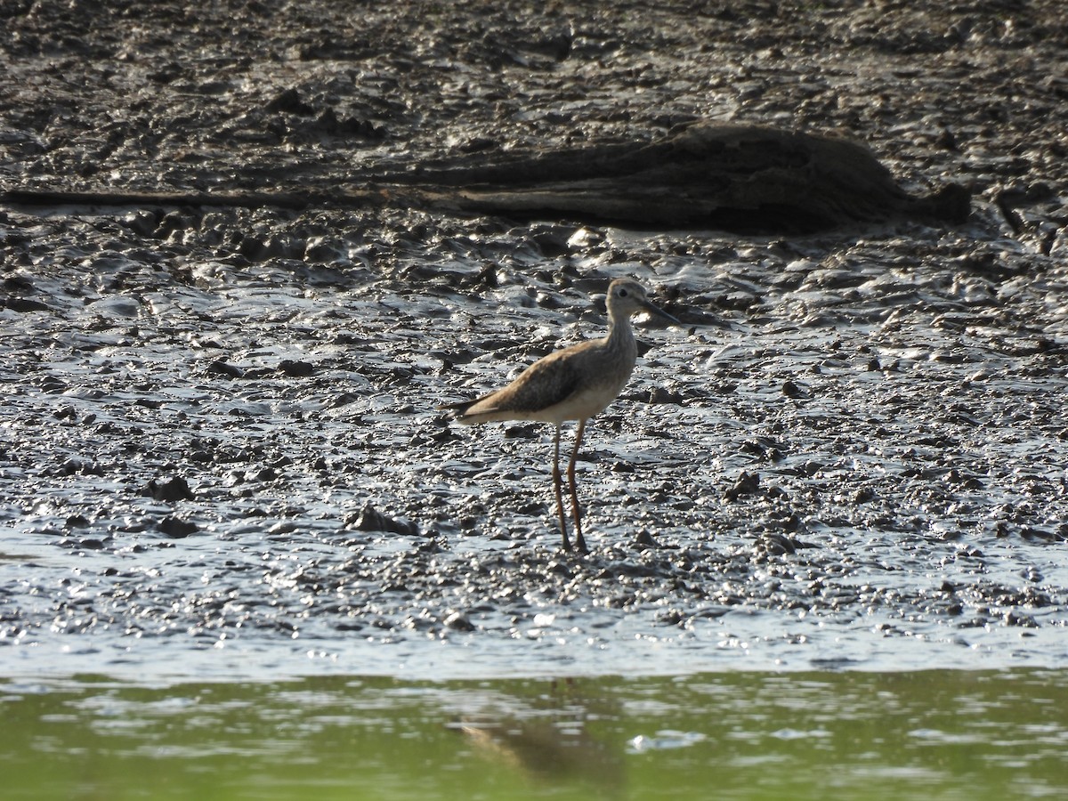 Greater Yellowlegs - ML624564765