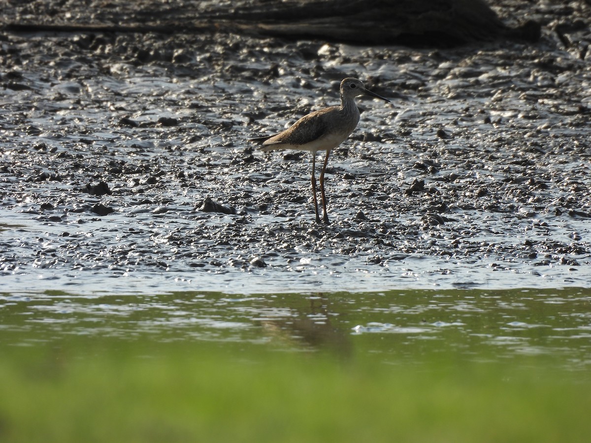 Greater Yellowlegs - ML624564766