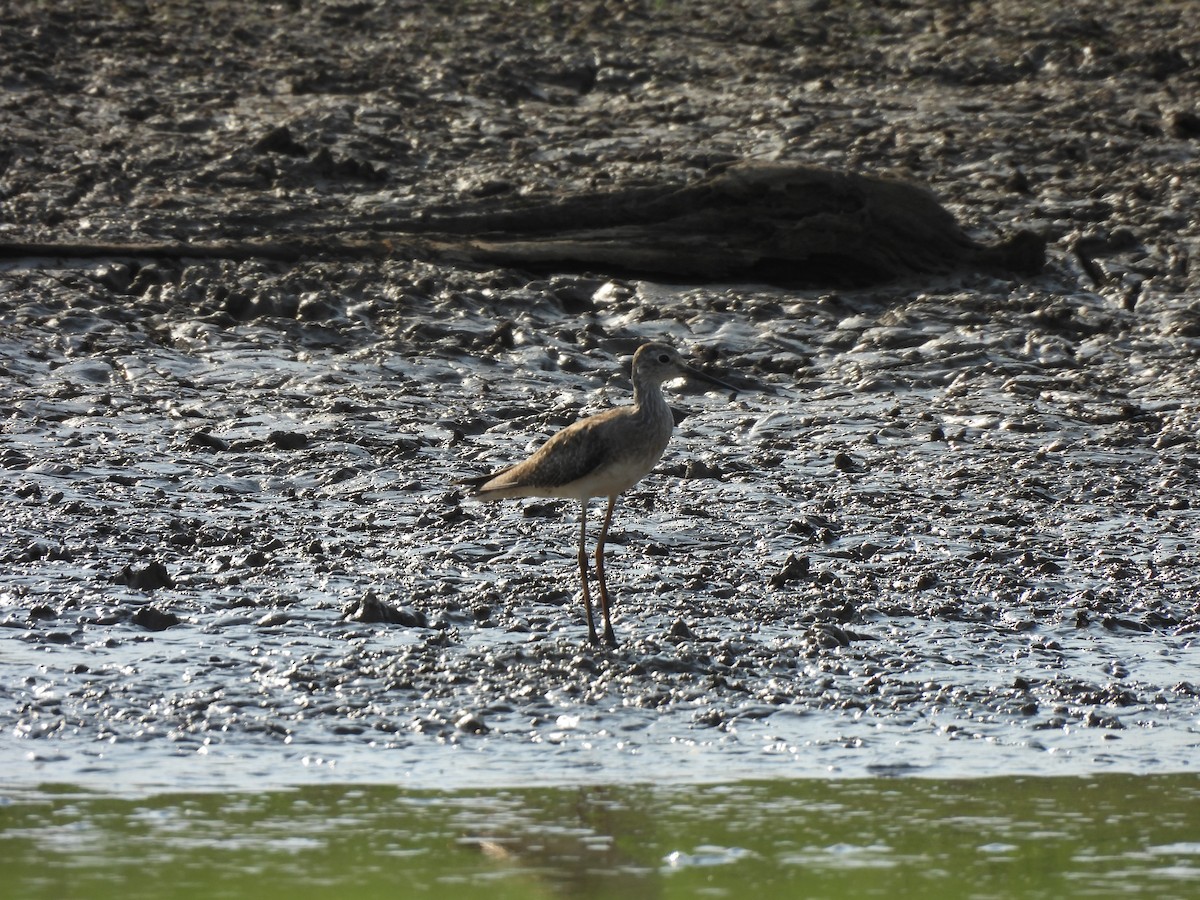 Greater Yellowlegs - ML624564767