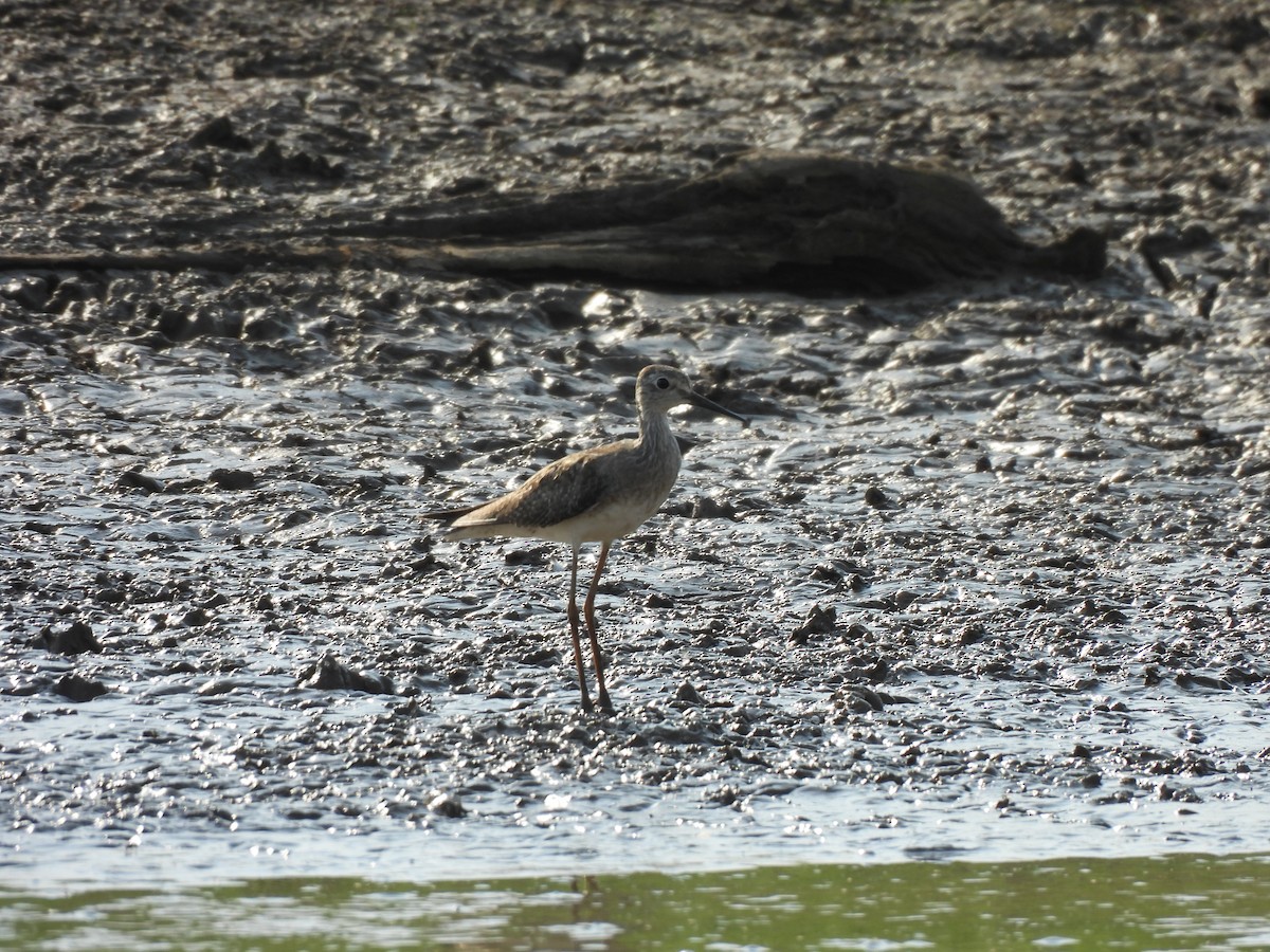 Greater Yellowlegs - ML624564768