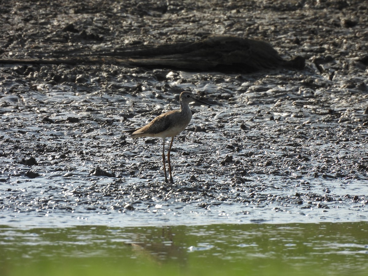 Greater Yellowlegs - ML624564769