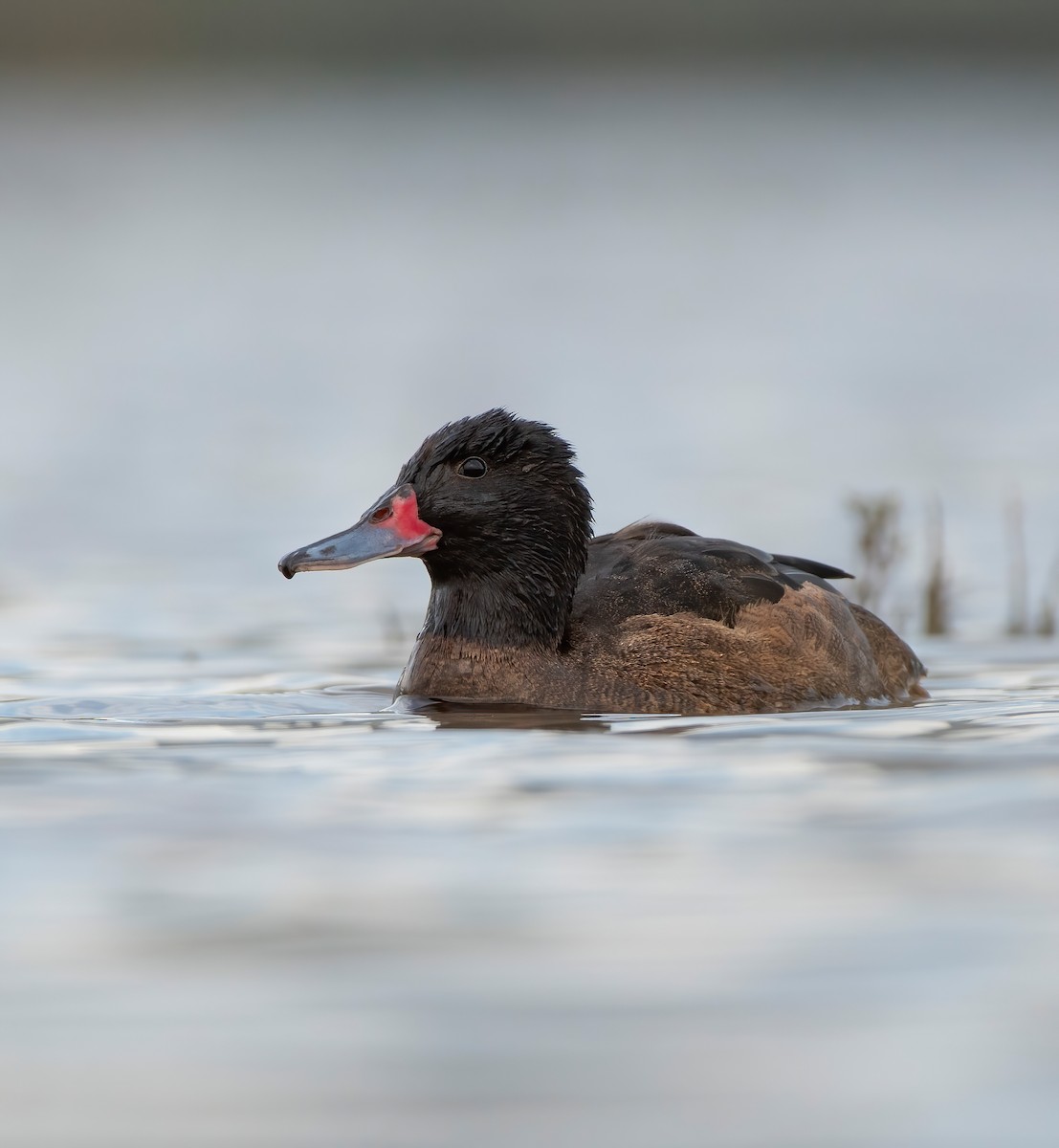 Black-headed Duck - ML624564770