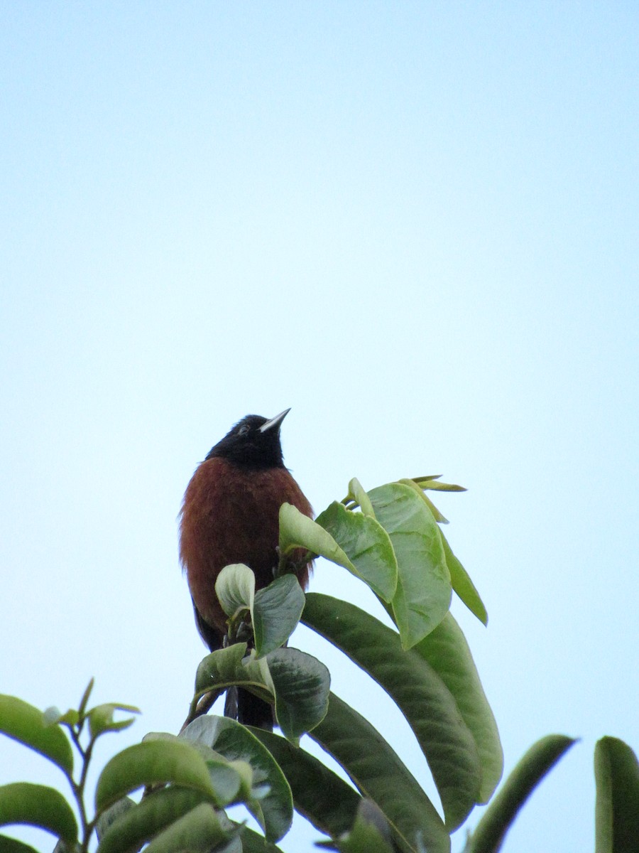 Orchard Oriole - Luis  Rodriguez Arias