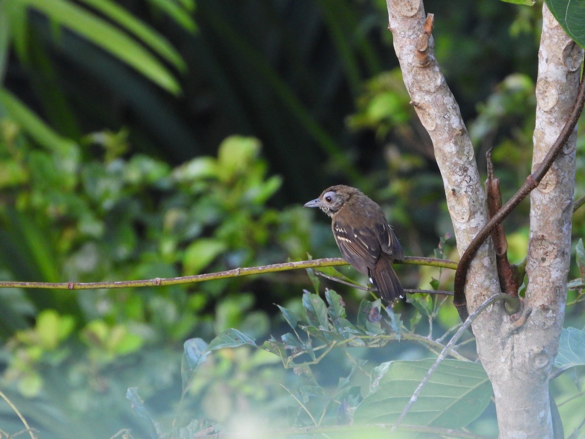 Black-crowned Antshrike - ML624564773