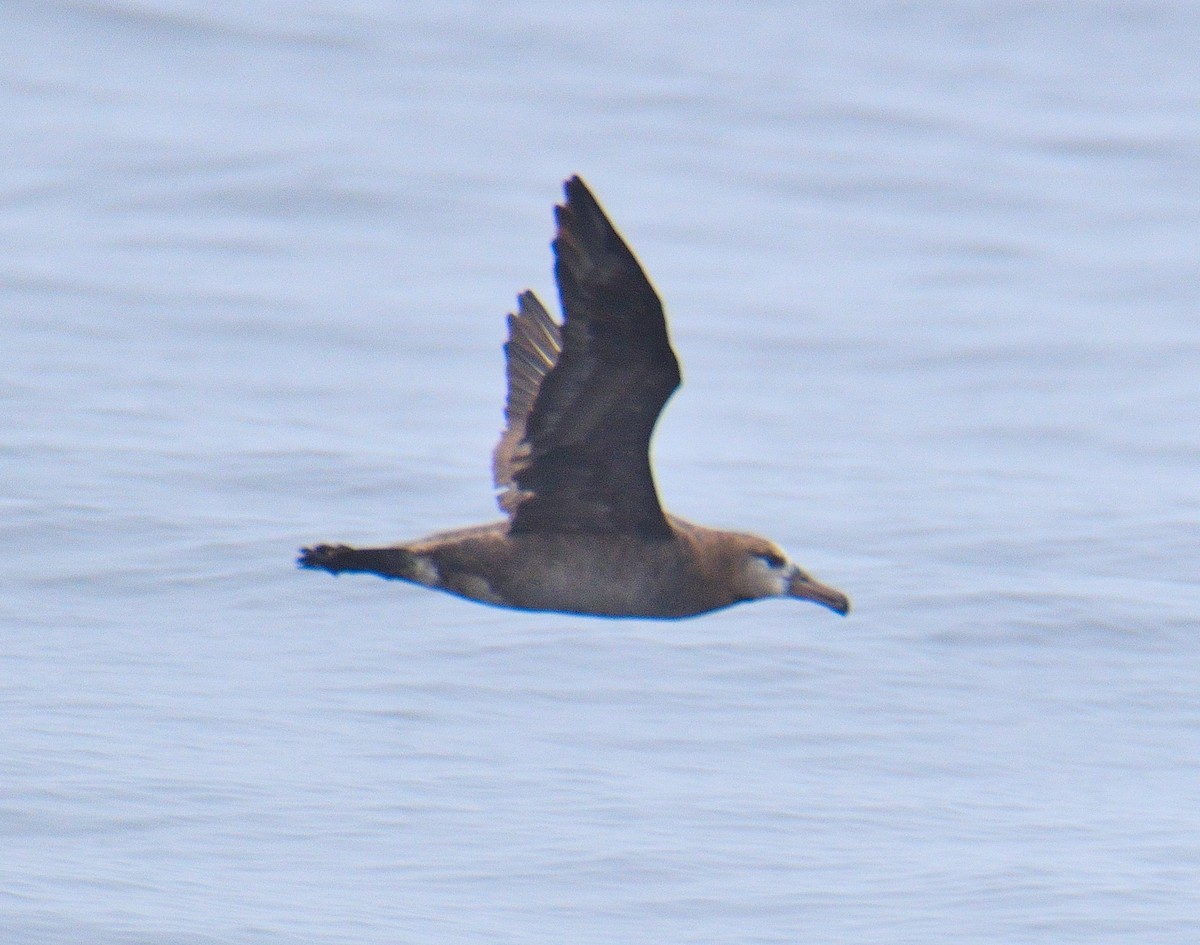 Black-footed Albatross - ML624564775