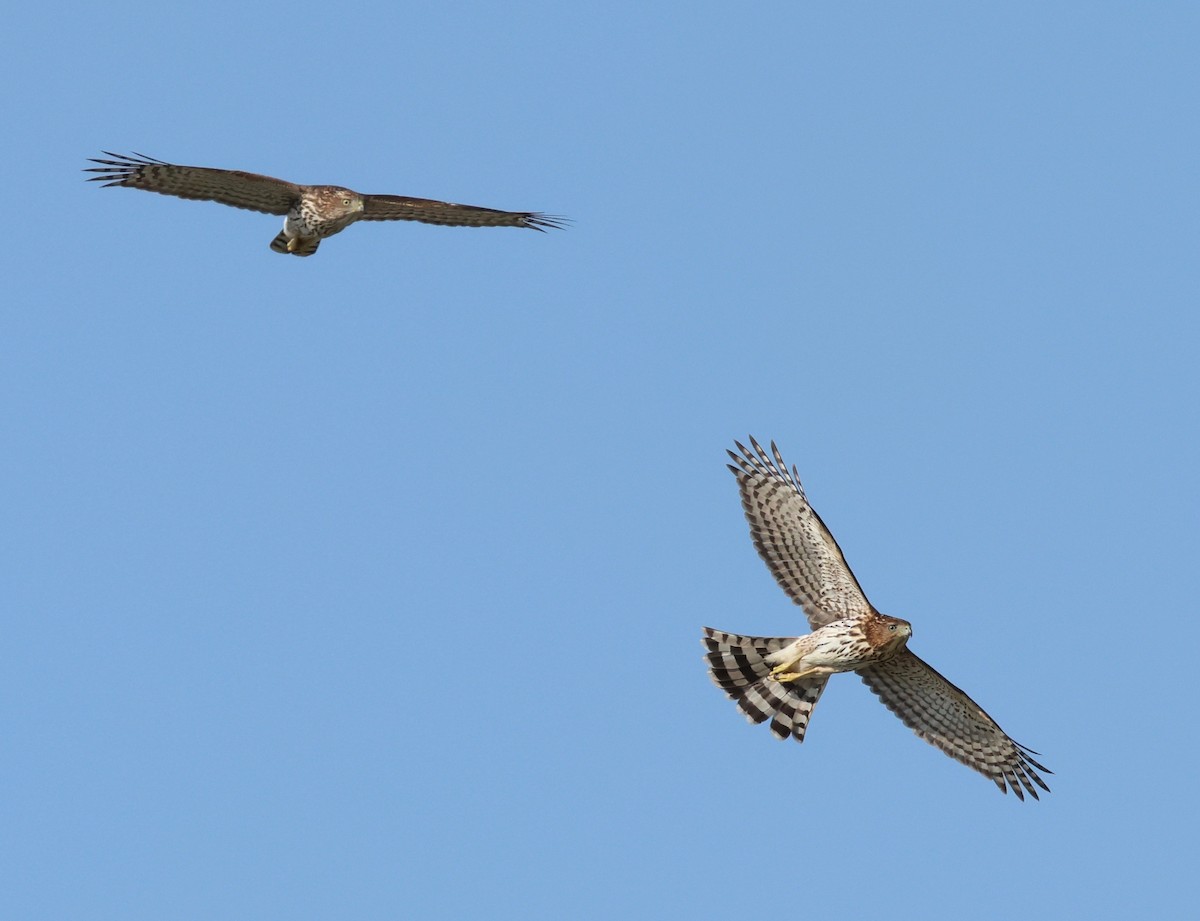 Cooper's Hawk - ML624564776