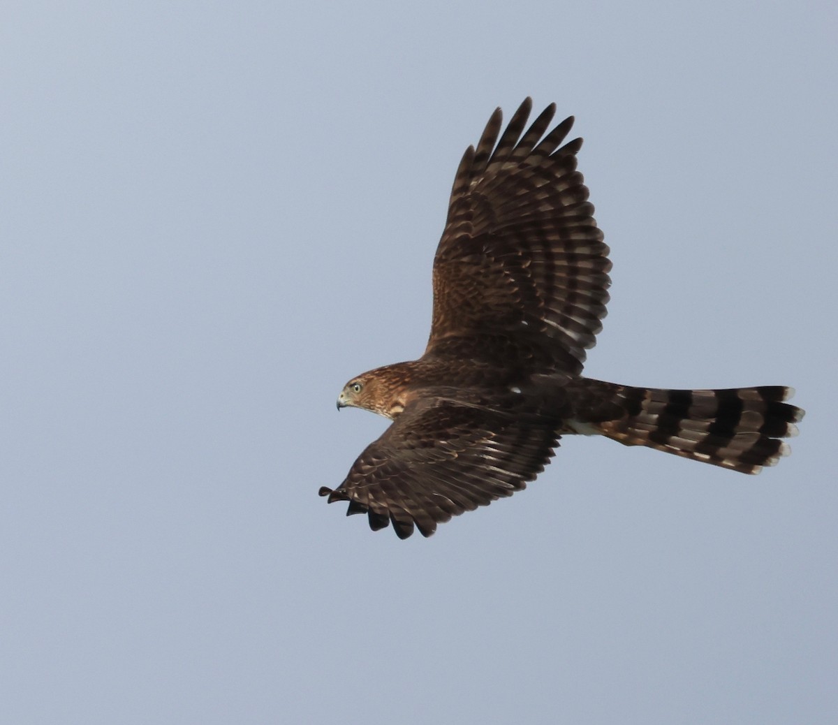 Cooper's Hawk - ML624564779