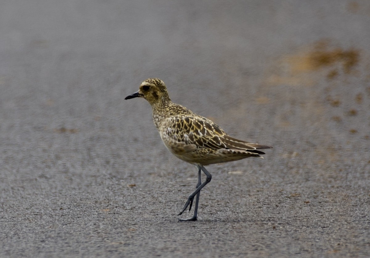 Pacific Golden-Plover - ML624564799