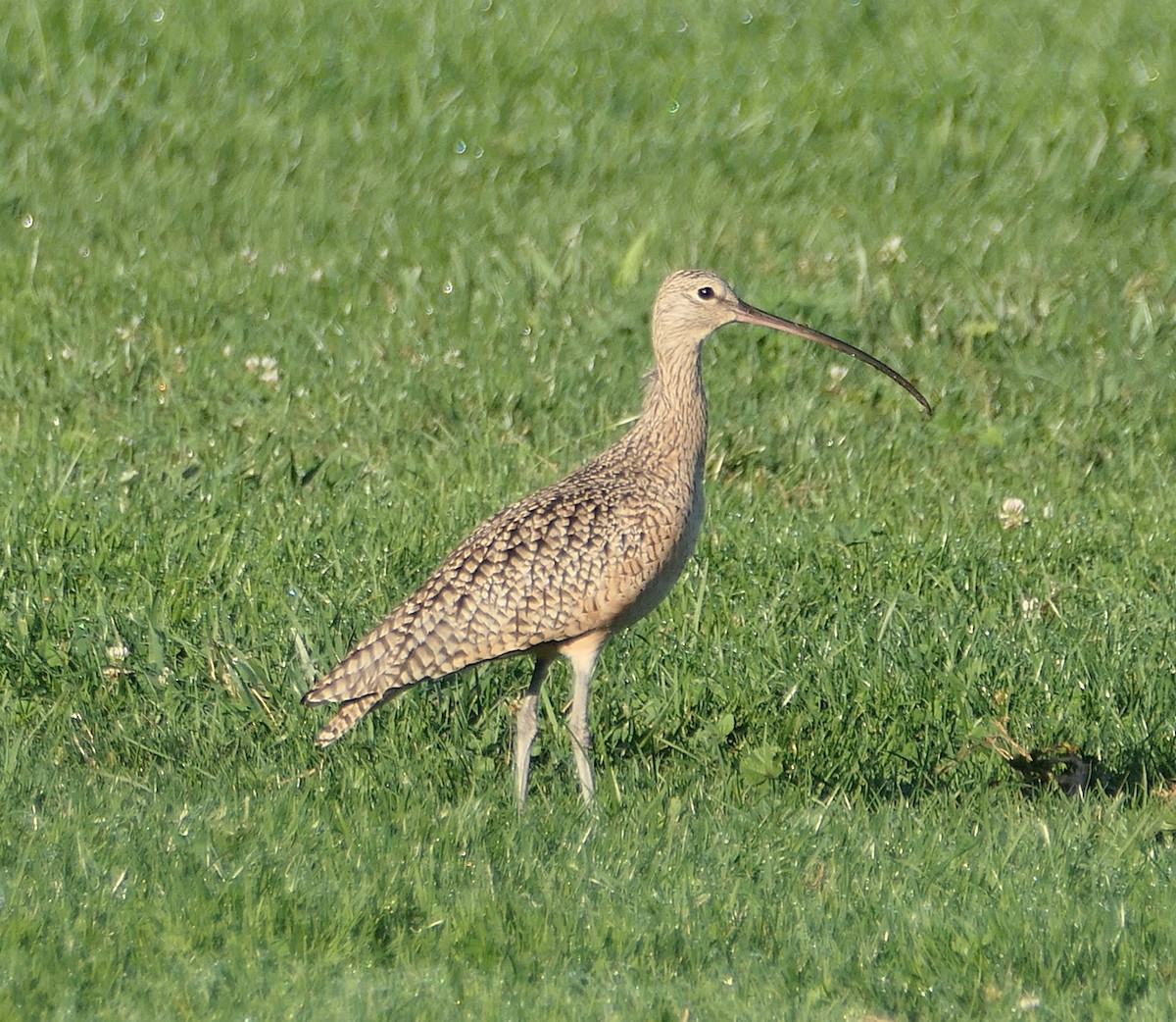 Long-billed Curlew - ML624564805