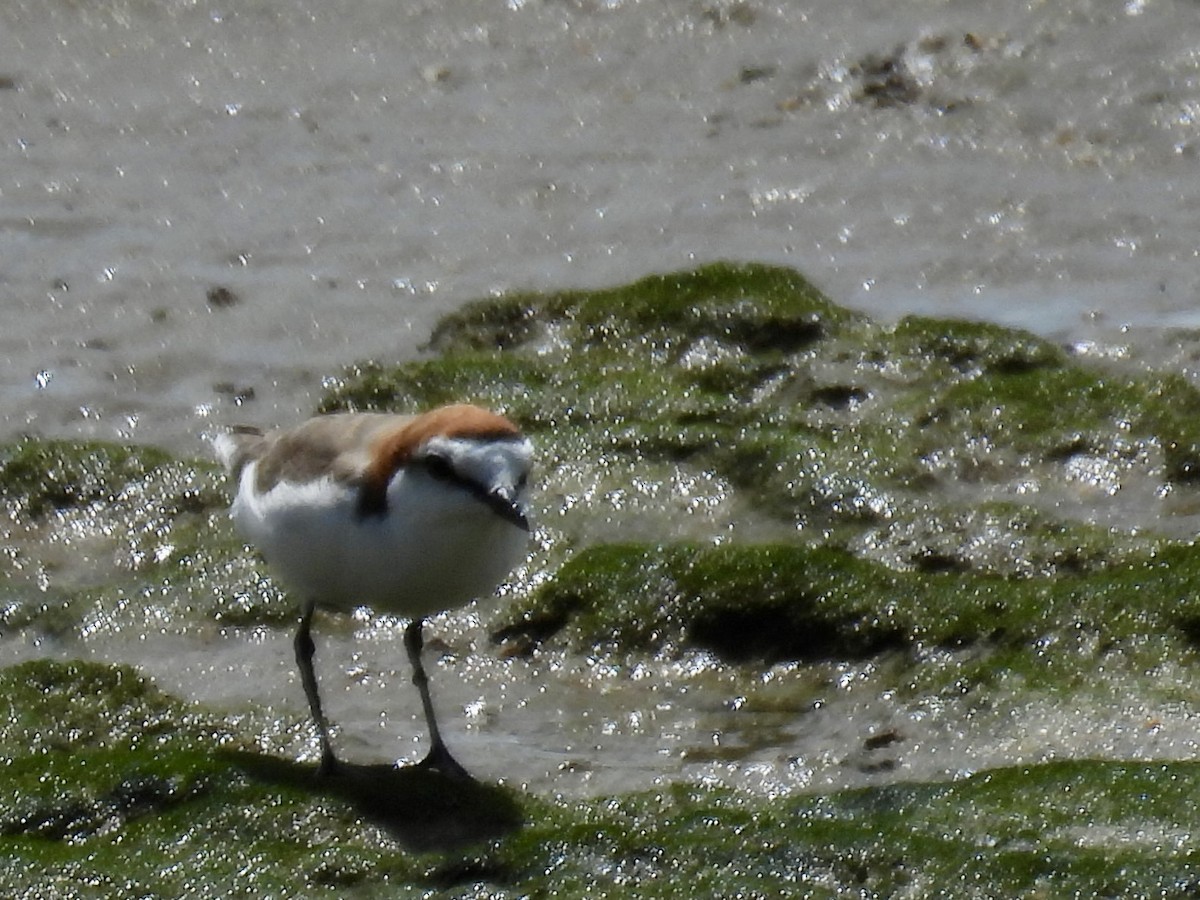 Red-capped Plover - ML624564806