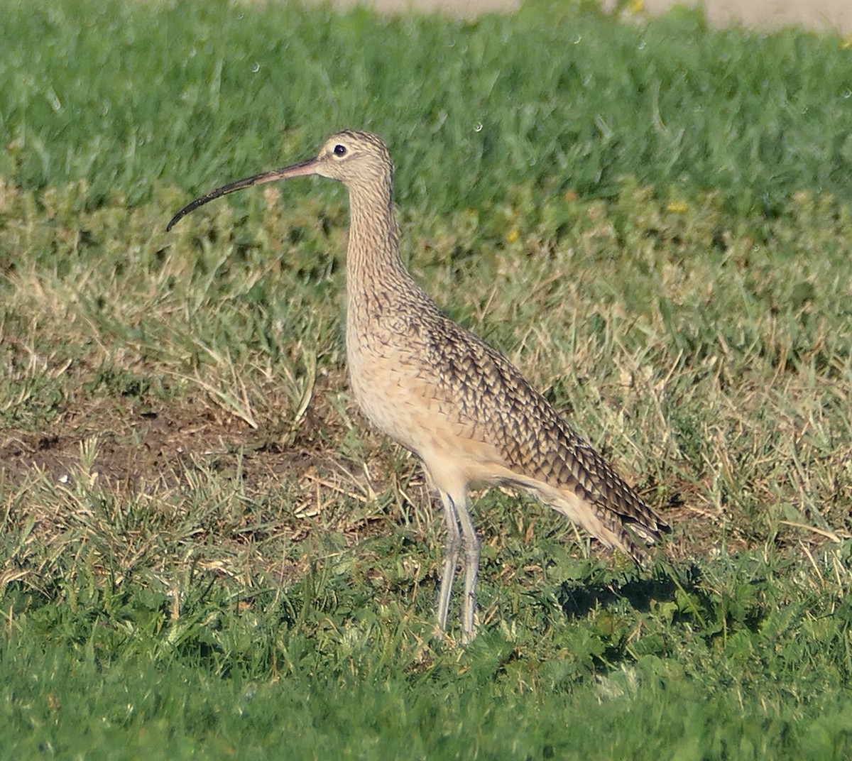 Long-billed Curlew - ML624564807