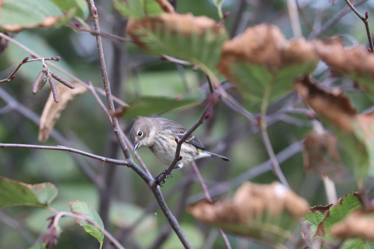 Yellow-rumped Warbler (Myrtle) - ML624564808