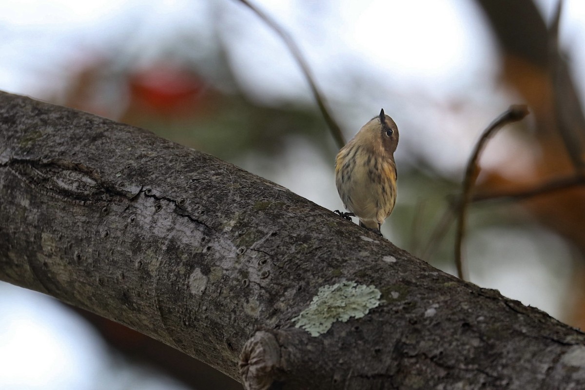 Yellow-rumped Warbler (Myrtle) - ML624564809