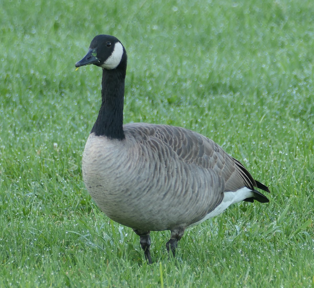 Canada Goose - ML624564813