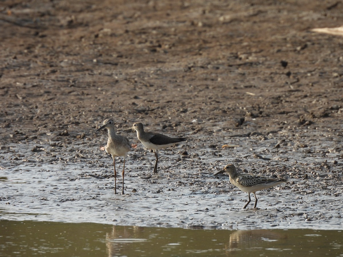 Pectoral Sandpiper - ML624564816