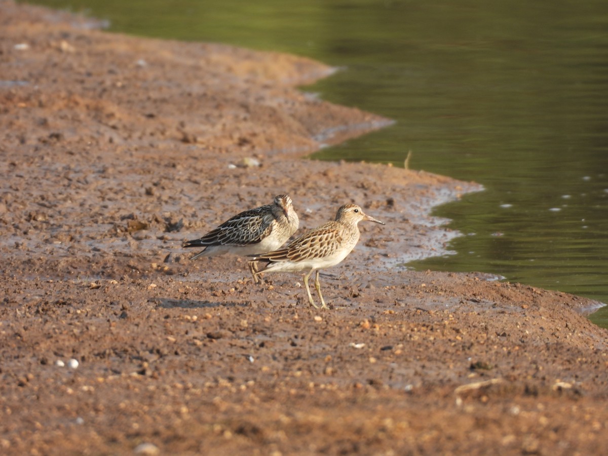 Pectoral Sandpiper - ML624564817