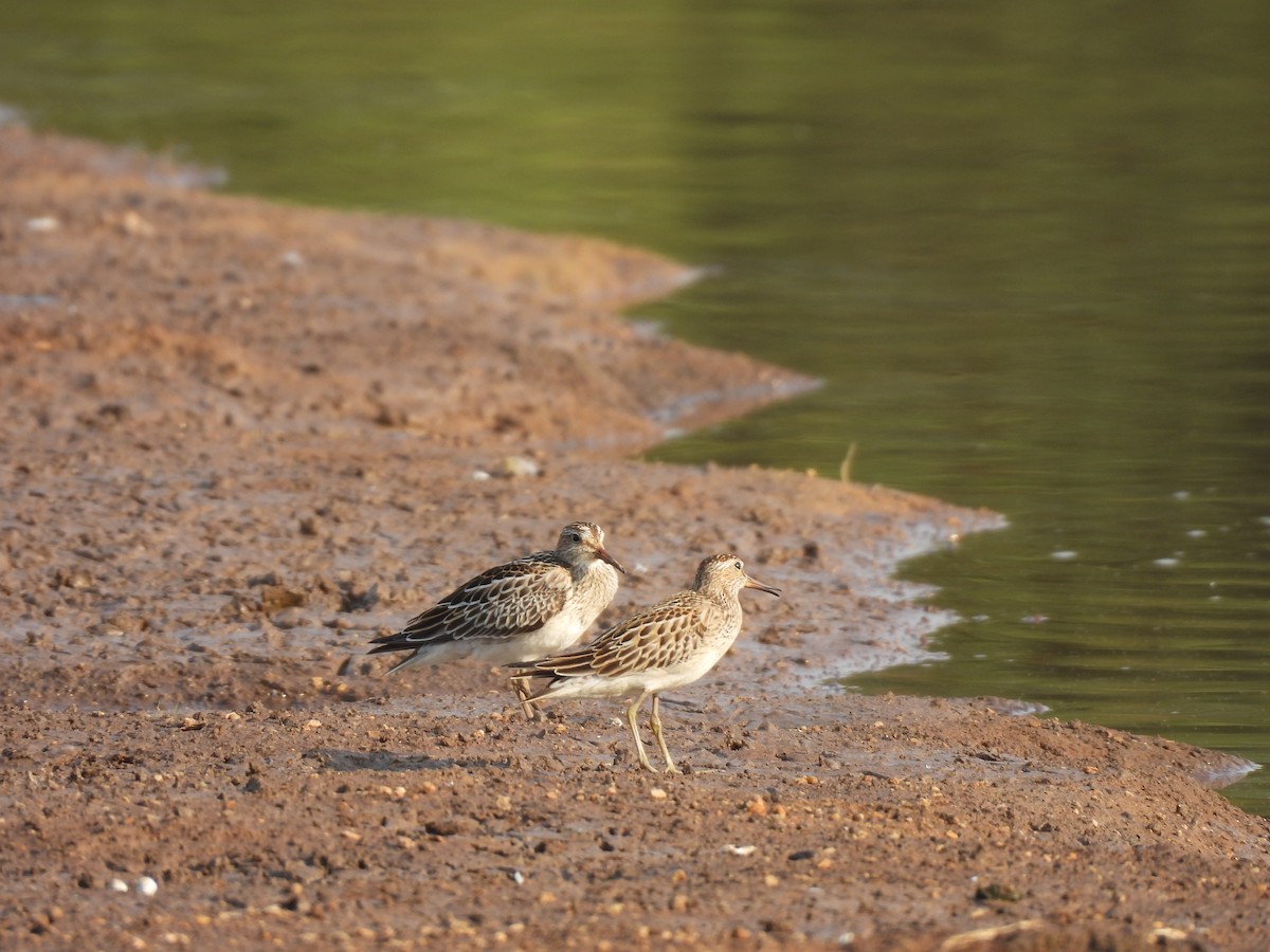 Pectoral Sandpiper - ML624564818