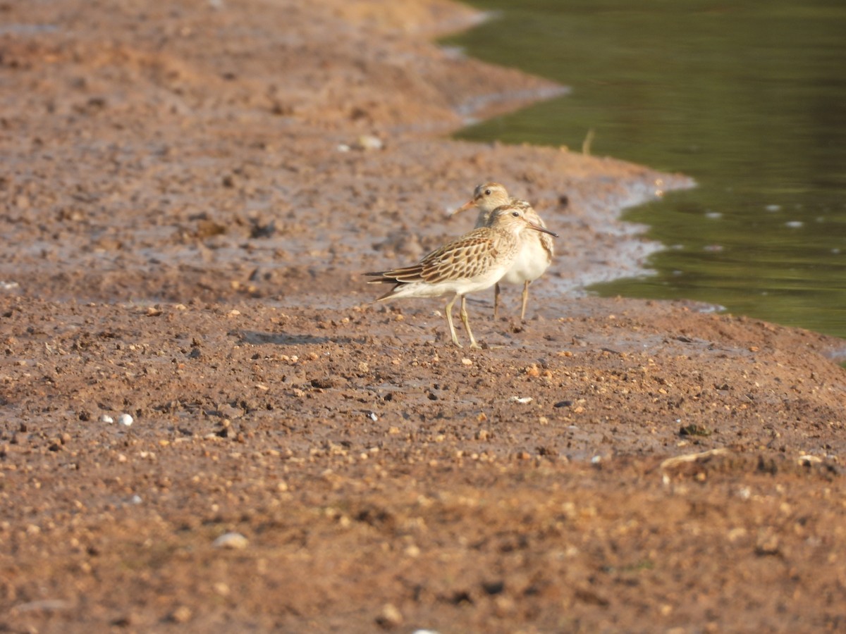 Pectoral Sandpiper - Iza Alencar