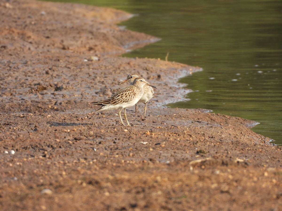 Pectoral Sandpiper - ML624564820