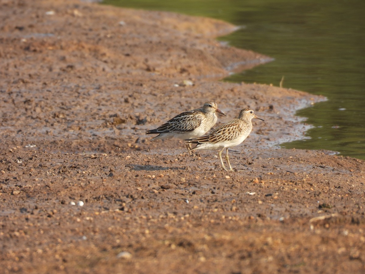 Pectoral Sandpiper - ML624564821