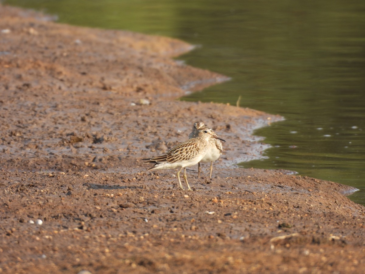 Pectoral Sandpiper - ML624564822