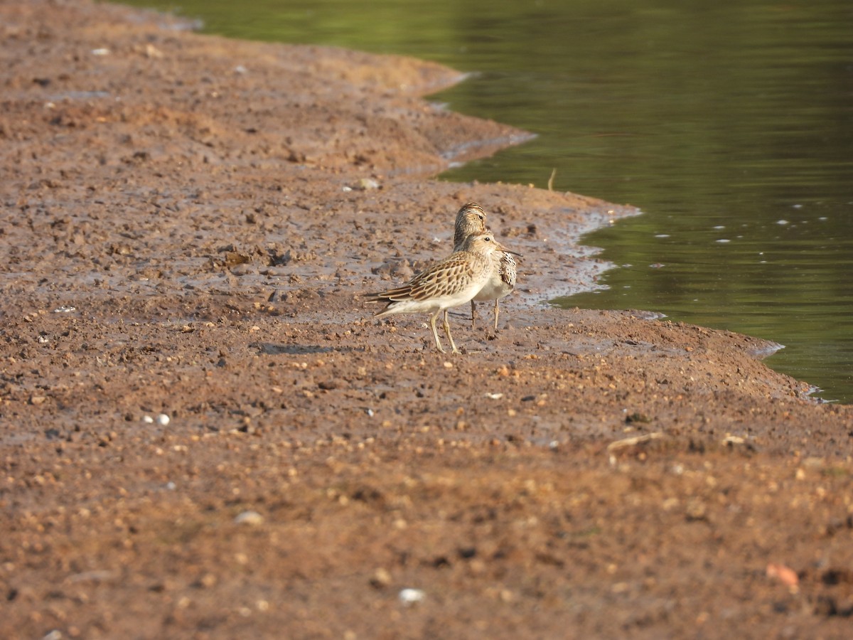 Pectoral Sandpiper - ML624564823