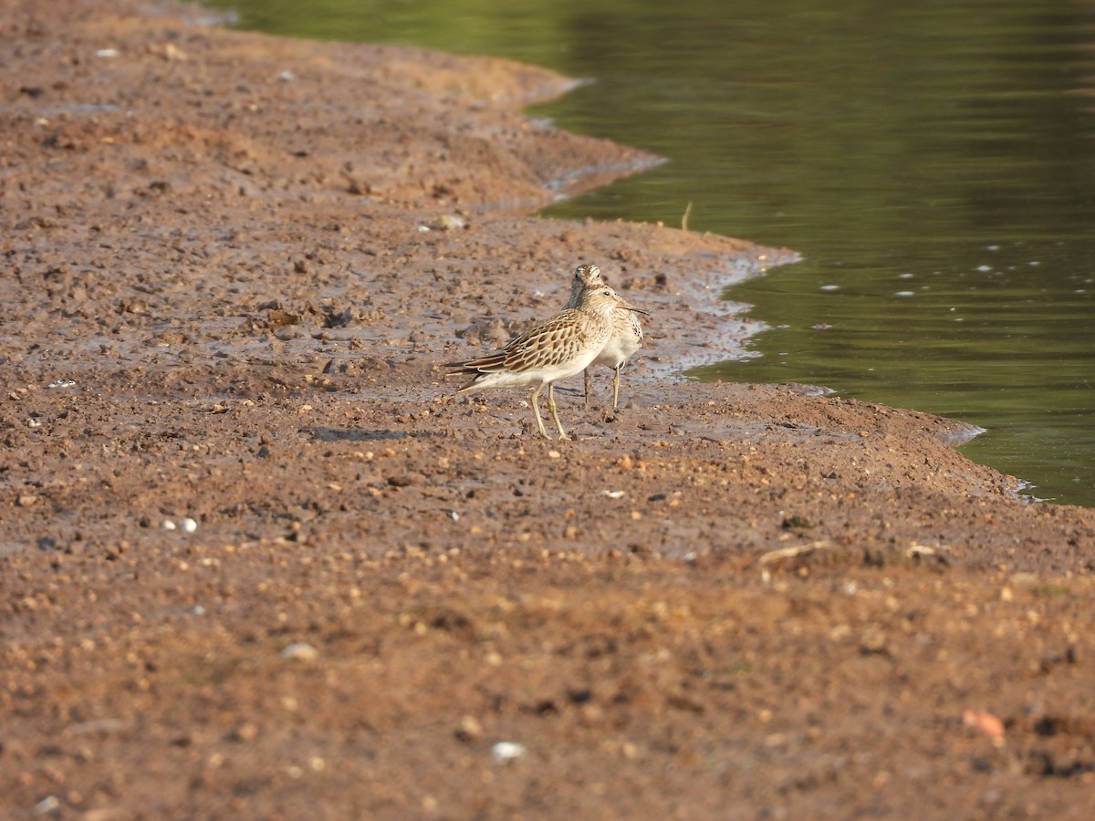 Pectoral Sandpiper - ML624564824