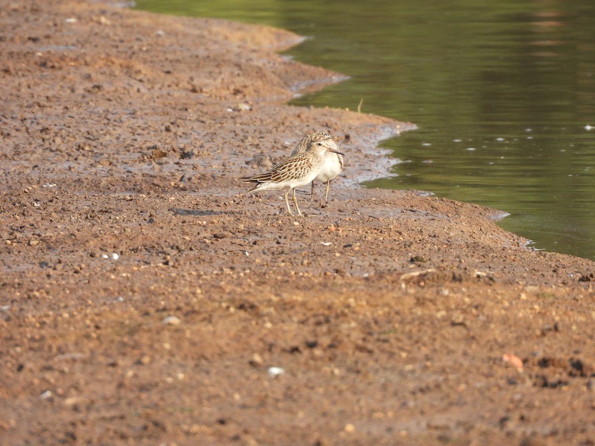 Pectoral Sandpiper - ML624564825