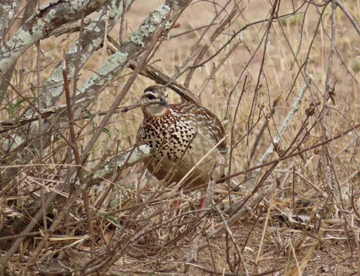 Crested Francolin - ML624564826