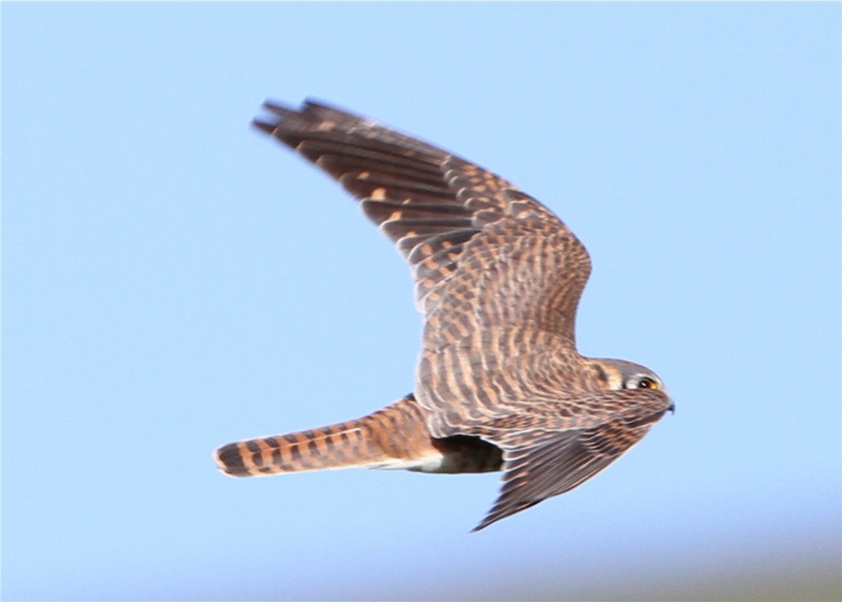 American Kestrel - ML624564829