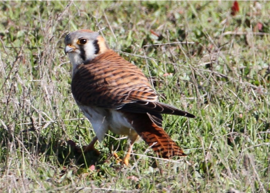 American Kestrel - ML624564830