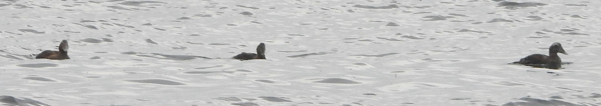 Common Eider - ML624564833