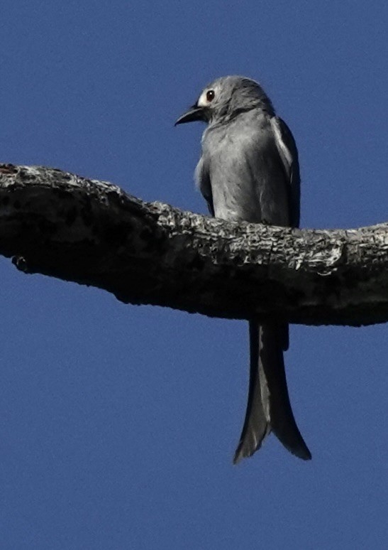 Ashy Drongo (Hainan/White-cheeked/White-lored) - ML624564834