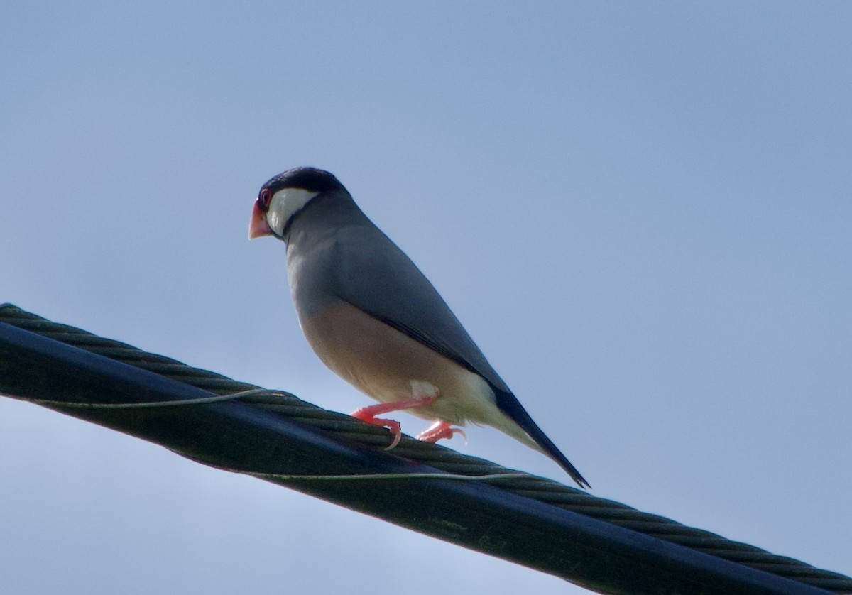 Java Sparrow - ML624564868