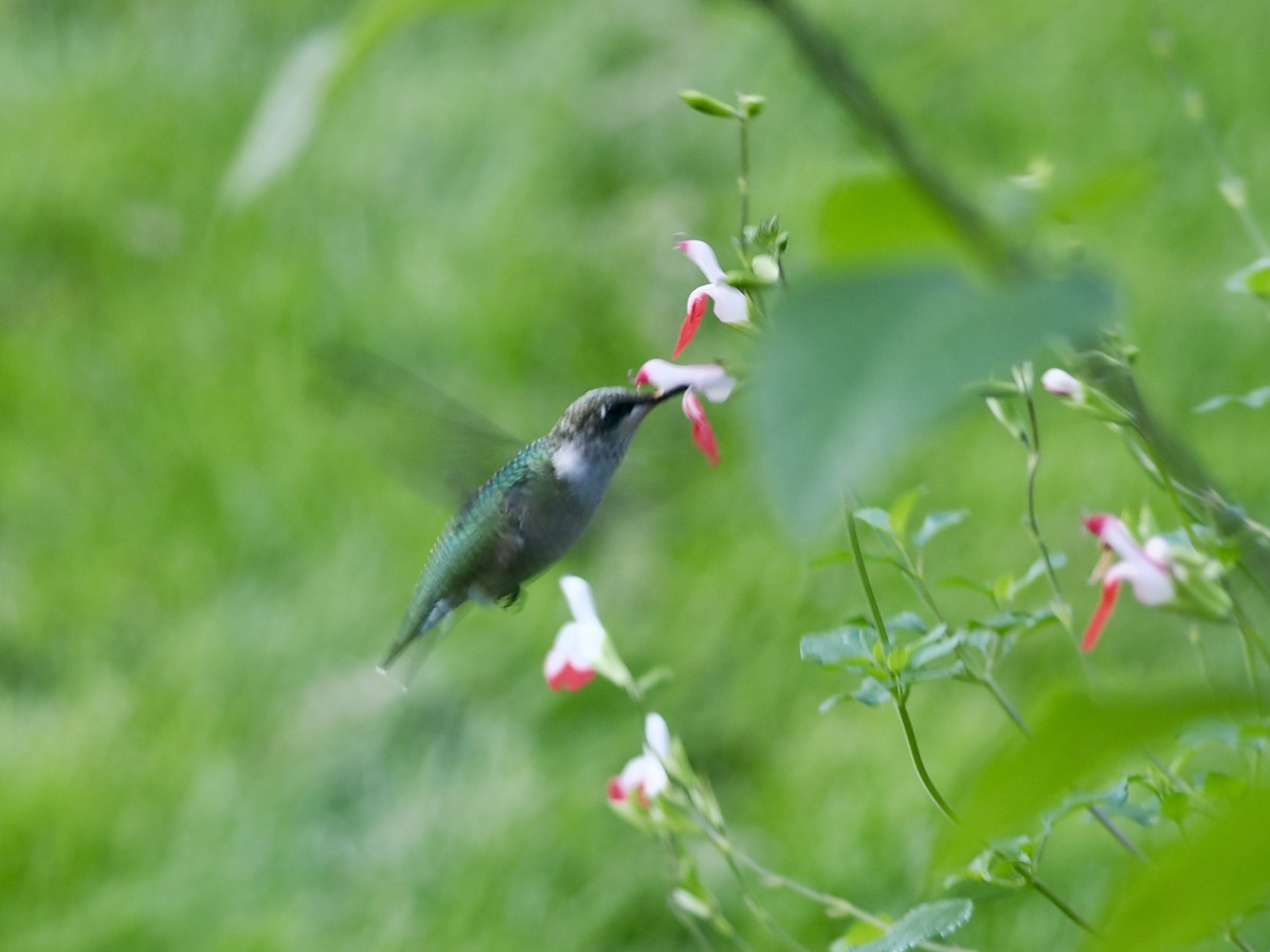 Ruby-throated Hummingbird - ML624564902