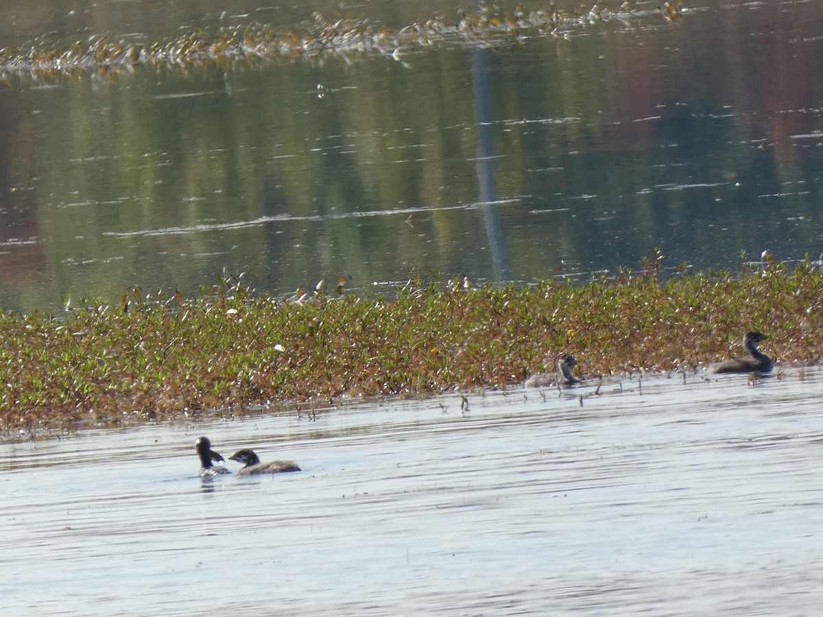 Pied-billed Grebe - ML624564918