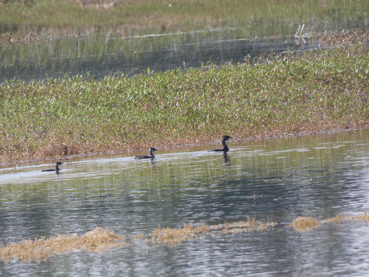 Pied-billed Grebe - ML624564929